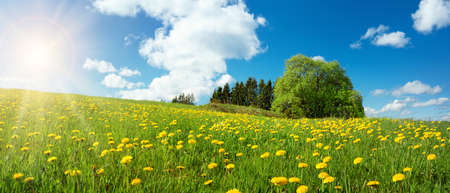 Sun flower: Feld mit Löwenzahn und blauer Himmel