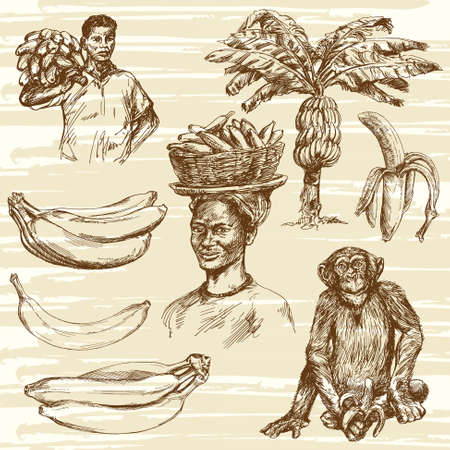 banana: Chuối thiết, vẽ tay minh họa Hình minh hoạ