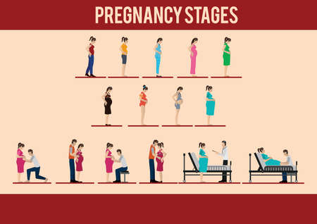 Pregnancy stages.