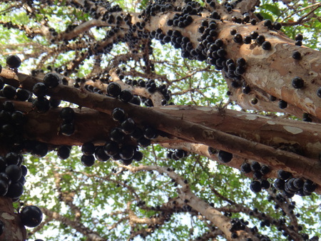 Uva Brasileña, Jaboticaba, Jabotica, Jabuticabeira, Guaperu, Guapuru,  Hivapuru, Sabara O Yvapuru - El árbol Frutal Jaboticaba Tiene