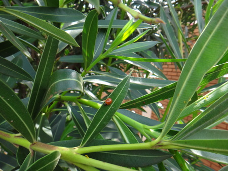 通常赤 キョウチクトウ植物 きれいなテントウムシ 戻って 赤い小さな甲虫洗練されたてんとう虫やテントウムシてんとう虫のてんとう虫 のオレンジや黄色 成虫と幼虫の両方は アブラムシの重要な捕食者です の写真素材 画像素材 Image
