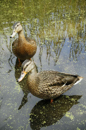 Zwei Enten Auf Einen Pool Von Paris Lizenzfreie Fotos Bilder Und
