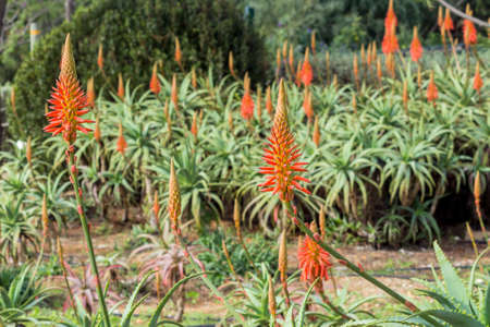 キダチアロエ アロエ属に属する開花多肉植物多年生の植物の種 南部アフリカの南東部固有種 Lowmaintenance 観賞用の植物として人気の高い医療用途の最近研究されていると の写真素材 画像素材 Image キダチアロエ アロエ属に属する開花多肉植物多年生の植物の種 南部アフリカの南東部固有種 Lowmaintenance 観賞用の植物として人気の高い医療用途の最近研究されていると の写真素材 画像素材 Image