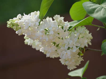 white lilac flowers with buds for a background spring garden