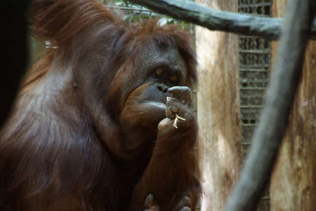 放牧 ゴリラ ウッドランド パーク動物園 シアトル太平洋岸北西部 の写真素材 画像素材 Image 放牧 ゴリラ ウッドランド パーク動物園 シアトル太平洋岸北西部 の写真素材 画像素材 Image