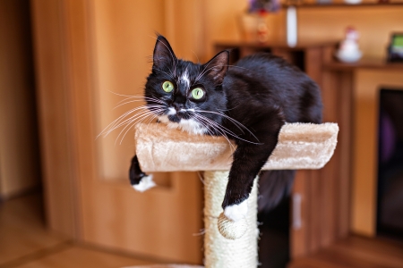 Beautiful cat laying in hammock on the scratching post