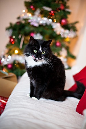 black and white norwegian forest cat with christmas decorations christmas tree gifts stock photo - Black Cat Christmas Tree Decoration black and white norwegian forest cat with christmas decorations christmas tree gifts stock photo - Black Cat Christmas Tree Decoration