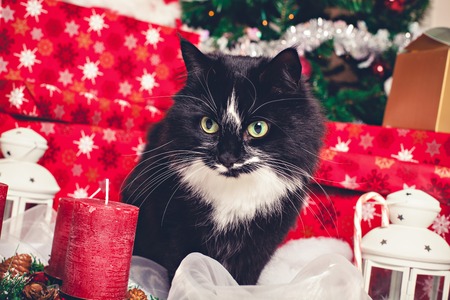 black and white norwegian forest cat with christmas decorations christmas tree gifts stock photo - Norwegian Christmas Decorations black and white norwegian forest cat with christmas decorations christmas tree gifts stock photo - Norwegian Christmas Decorations