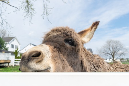 Donkey peeking through a white fence