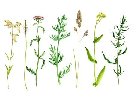 植物の芽や葉 ヴィンテージスタイル 分離色花要素でボタニカル イラストを描かれている鐘花の手描きイラスト の写真素材 画像素材 Image