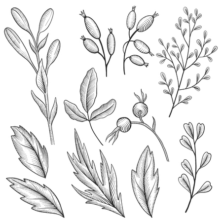 ビクトリア朝様式の孤立した要素のヴィンテージベクター花のセット ベリー 芽や葉 彫刻の模倣 手描きのデザイン要素のイラスト素材 ベクタ Image
