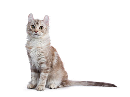 Chocolate Silver Tortie Tabby American Curl Cat Kitten Sitting