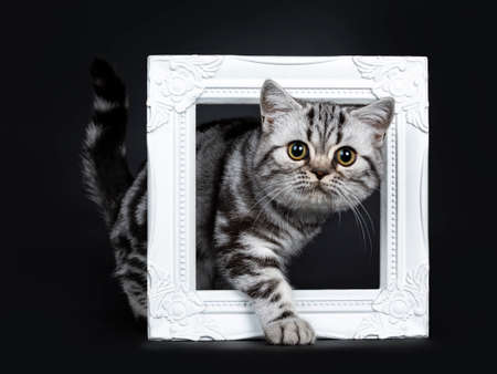 Amazing Cute Black Silver Tabby British Shorthair Cat Kitten