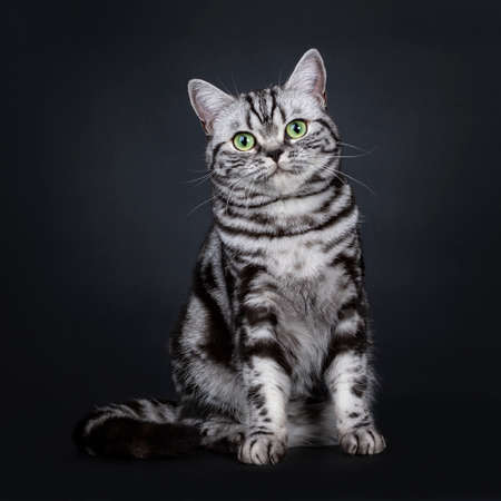 Expressive Black Silver Tabby Blotched British Shorthair Cat