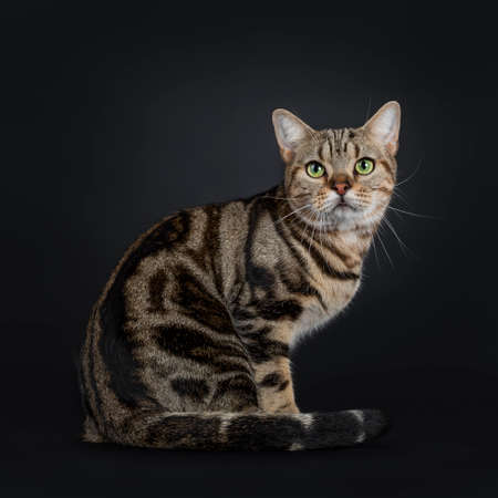 Handsome Young Brown Tabby American Shorthair Cat Sitting Side