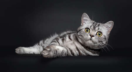 Sweet Black Silver Tabby British Shorthair Kitten Laying Relaxed