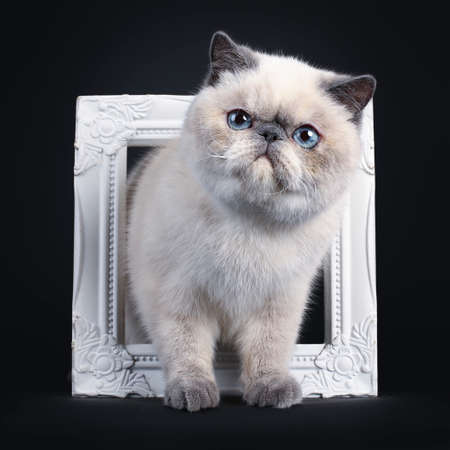 Cute Blue Tortie Point Exotic Shorthair Kitten Tapping Standing