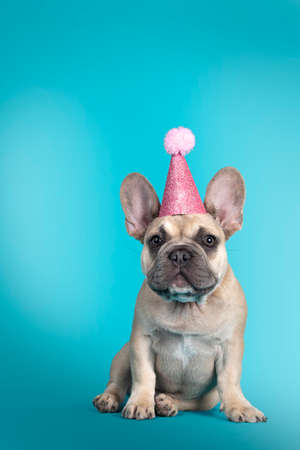 Adorable french bulldog puppy, sitting up facing front wearing pink glitter party hat. looking towards camera. isolated on turquoise background. Фото со стока