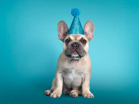 Adorable french bulldog puppy, sitting up facing front wearing blue glitter party hat. looking towards camera. isolated on turquoise background.