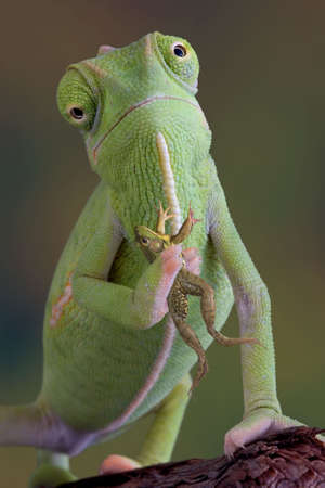 A veiled chameleon is holding a frog.