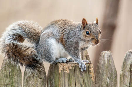 Image result for squirrel on a stockade fence