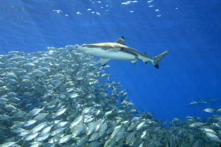 A blacktip reef shark, Carcharhinus melanopterus, swimming above a school of fish with sunbeams slanting through the blue water background. Uepi, Solomon Islands. Solomon Sea, Pacific Ocean Stock Photo - 15042323