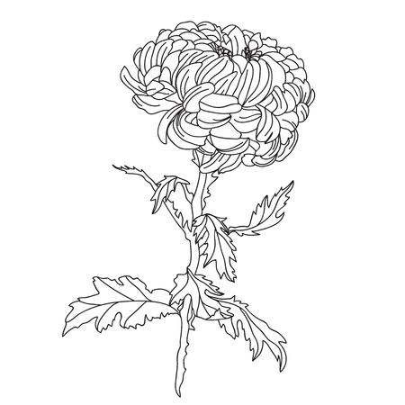 17 456 菊 のイラスト素材 ベクター 123rf 17 456 菊 のイラスト素材 ベクター 123rf