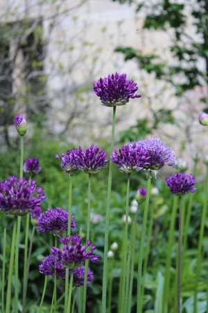 紫のネギの花 イギリス の写真素材 画像素材 Image