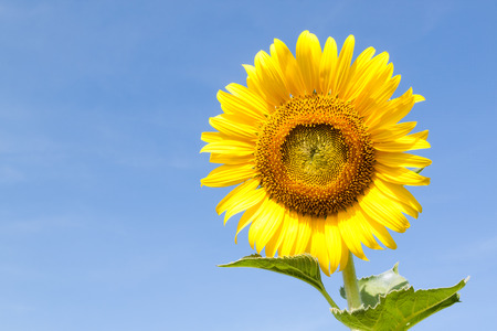 Sun flower: Nahaufnahme der Sonnenblume gegen den blauen Himmel Lizenzfreie Bilder