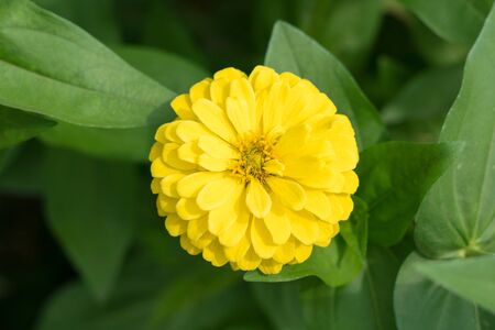 オレンジのジニアの花 緑の葉の背景に美しいジニアの花 夏の庭の百日草の花のビューを閉じます の写真素材 画像素材 Image