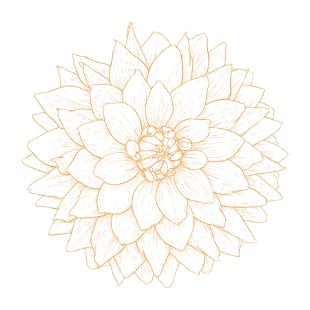 ダリア のイラスト素材 ベクター 123rf ダリア のイラスト素材 ベクター 123rf