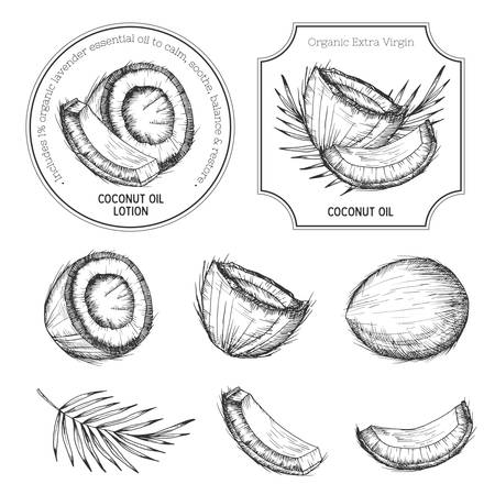 coconut: Vẽ tay bộ dừa. nhãn Vintage, phù hiệu, tem. Retro phác họa vector phong cách thực phẩm nhiệt đới hình minh họa. Hình minh hoạ