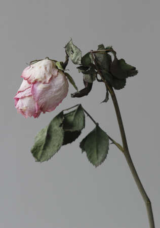 枯れた花が しおれた 萎縮は 灰色の背景で の写真素材 画像素材 Image 枯れた花が しおれた 萎縮は 灰色の背景で の写真素材 画像素材 Image