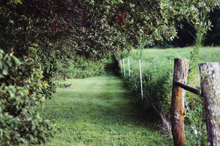 Perfect Landscape For A Nature Walk In Missouri Country Side