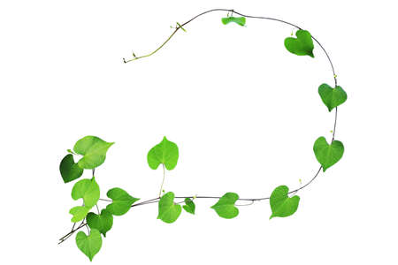 natural frame of green heart shaped leaves climbing plant with