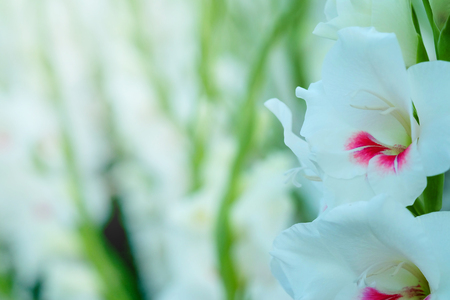 フィールドに白グラジオラスの花 華麗な美しさと約束する表現 書き込みの言葉遣いのためのスペースがあります の写真素材 画像素材 Image