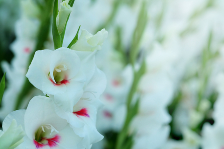フィールドに白グラジオラスの花 華麗な美しさと約束する表現 書き込みの言葉遣いのためのスペースがあります の写真素材 画像素材 Image
