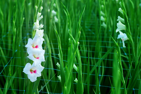 フィールドに白グラジオラスの花 華麗な美しさと約束する表現 書き込みの言葉遣いのためのスペースがあります の写真素材 画像素材 Image