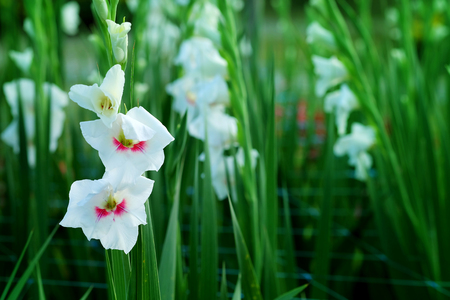フィールドに白グラジオラスの花 華麗な美しさと約束する表現 書き込みの言葉遣いのためのスペースがあります の写真素材 画像素材 Image フィールドに白グラジオラスの花 華麗な美しさと約束する表現 書き込みの言葉遣いのためのスペースがあります の写真素材 画像素材 Image