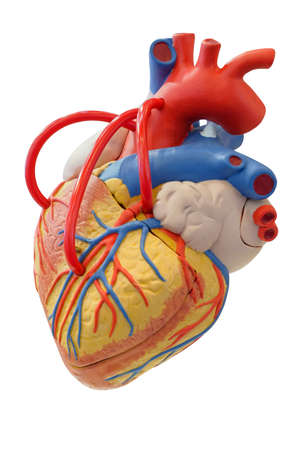 Anatomie Modell Des Herz Kreislauf Systems Fur Den Einsatz In Der Medizinischen Ausbildung Isoliert Auf Weissem Hintergrund Lizenzfreie Fotos Bilder Und Stock Fotografie Image 87153464