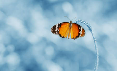 Butterfly is a beautiful and blur background in the picture is low dept of field