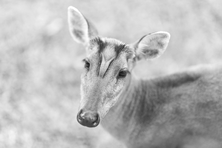 Barking deer on nature field at Khao Yai National Park,Thailand, black and white Stock Photo