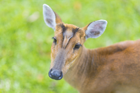 Muntiacus muntjak or feas barking deer or so called feas muntjac with flowers in background, Khao Yai National Park