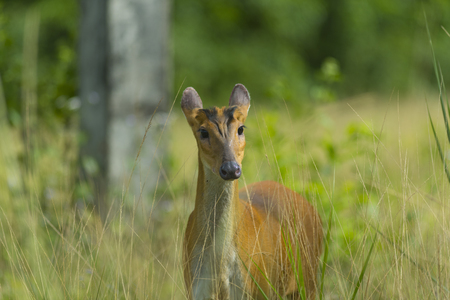 Muntiacus muntjak or feas barking deer or so called feas muntjac with flowers in background, Khao Yai National Park