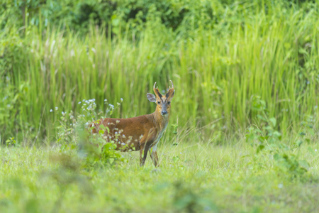 Muntiacus muntjak or feas barking deer or so called feas muntjac with flowers in background, Khao Yai National Park