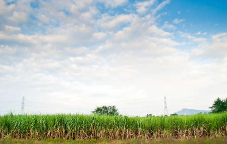 サトウキビ フィールド サトウキビ萌芽 沖縄県 の写真素材 画像素材 Image サトウキビ フィールド サトウキビ萌芽 沖縄県 の写真素材 画像素材 Image