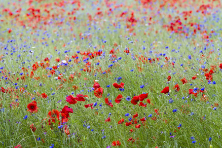 English wildflower meadow with poppies and cornflowers stock photo ... Prato fiorito in inglese