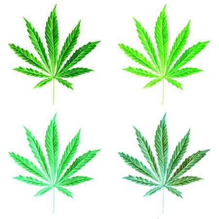 明るい緑大麻イネ葉を水彩で描いた 植物の現実的な科学的な図 手描きマリファナのイラストが白い背景に分離されました デザイン要素 の写真素材 画像素材 Image 明るい緑大麻イネ葉を水彩で描いた 植物の現実的な科学的な図 手描きマリファナのイラストが白い背景に分離されました デザイン要素 の写真素材 画像素材 Image