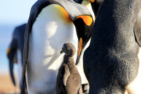 King penguins with chick, aptenodytes patagonicus, Saunders Falkland Islands Malvinas