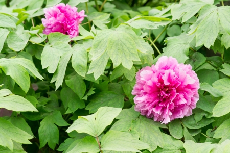 赤牡丹の花牡丹 牡丹 牡丹の花の牡丹の花は 中国原産の観賞植物と中国文化の重要なシンボルは の写真素材 画像素材 Image 1941 赤牡丹の花牡丹 牡丹 牡丹の花の牡丹の花は 中国原産の観賞植物と中国文化の重要なシンボルは の写真素材 画像素材 Image 1941